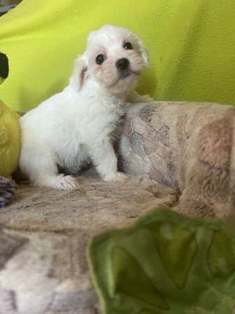 bichon havanese