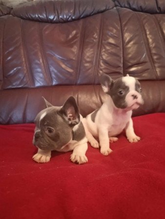 francia bulldog