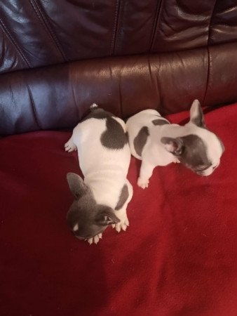 francia bulldog