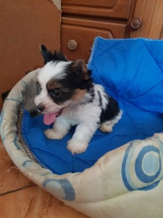 Biewer yorki yorkshire