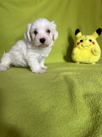 bichon havanese