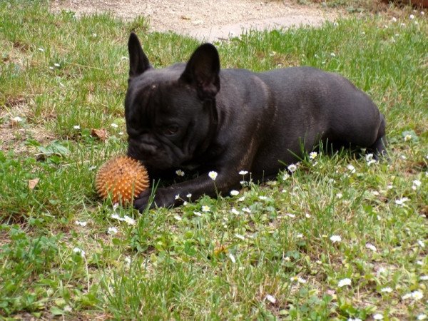 francia bulldog