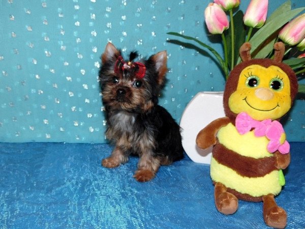 Yorkshire Terrier, Yorki