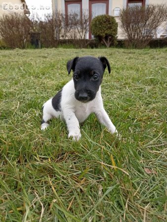 Eladó Fox Terrier kiskutyák