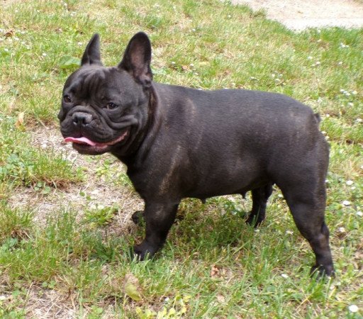 francia bulldog