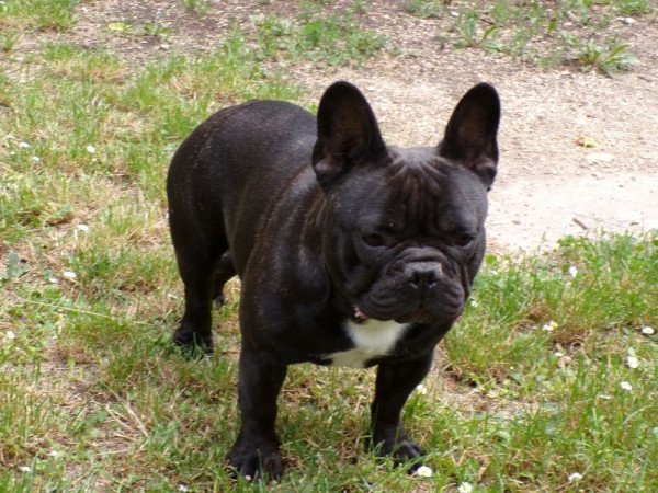 francia bulldog