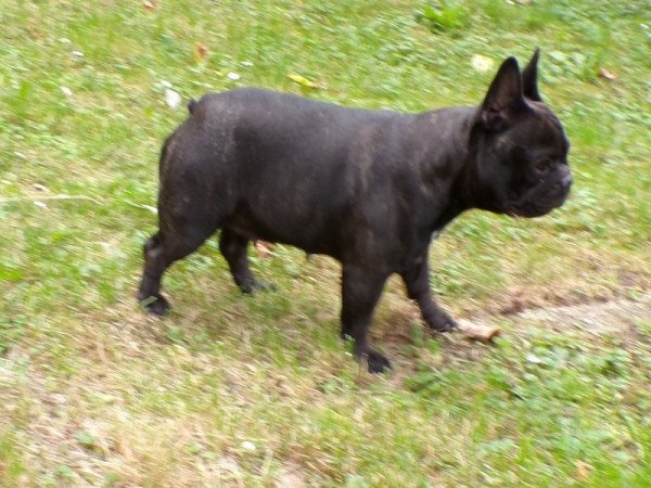francia bulldog
