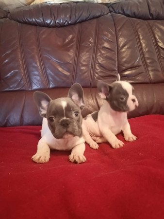 francia bulldog