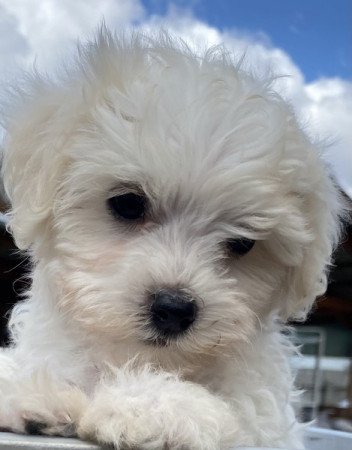 Bichon havanese