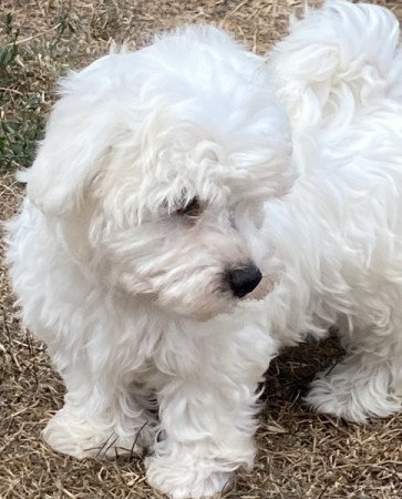 Bichon havanese