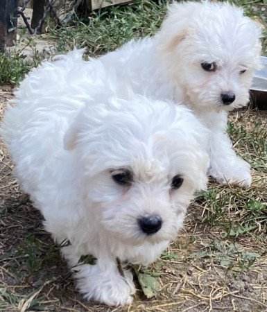 Bichon havanese