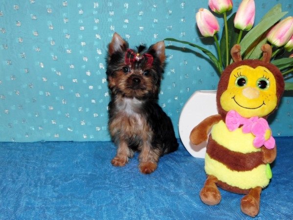 Yorkshire Terrier, Yorki