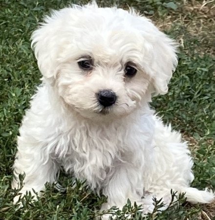 Bichon havanese