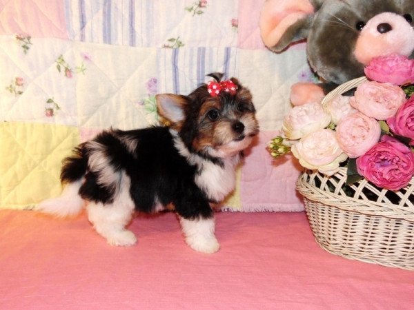 Biewer Yorkshire Terrier, Yorki