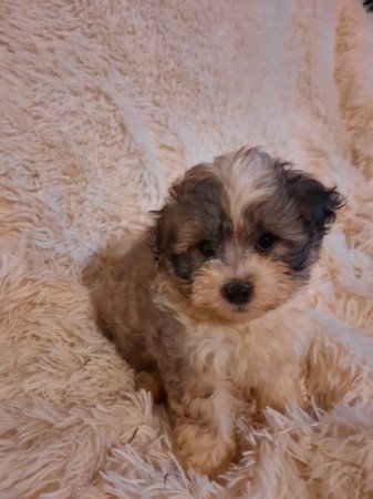 Bichon havanese