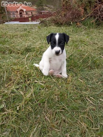 Eladó Fox Terrier kiskutyák