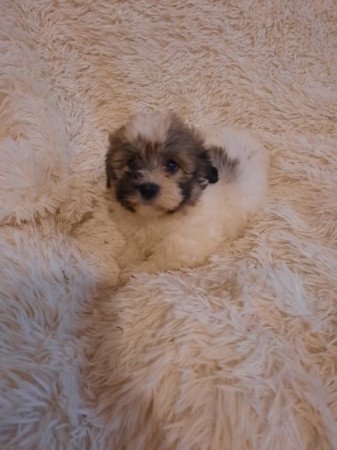 Bichon havanese