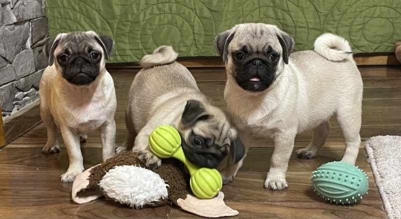 Mopsz