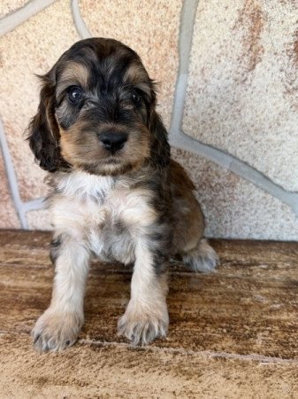 Cockapoo