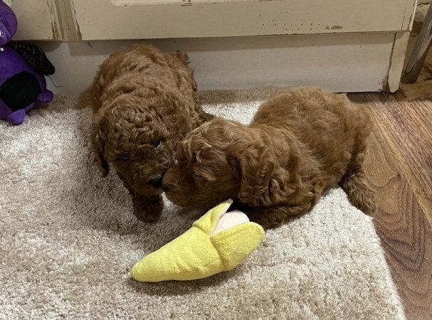 Törpe uszkár
