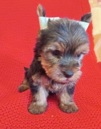 Yorkshire terrier