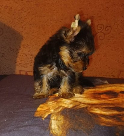 Yorkshire terrier