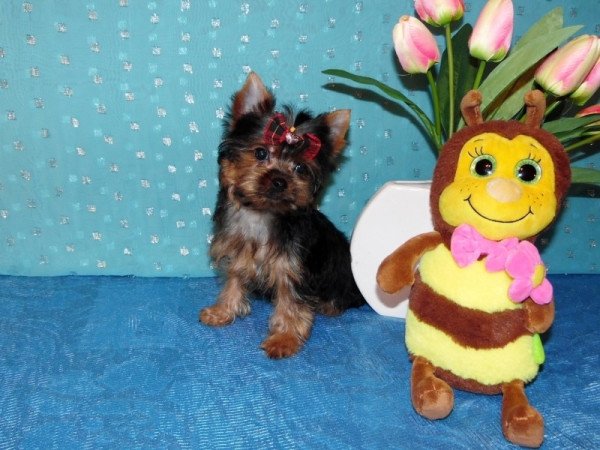Yorkshire Terrier, Yorki
