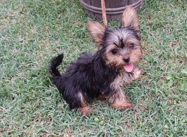 Yorkshire terrier