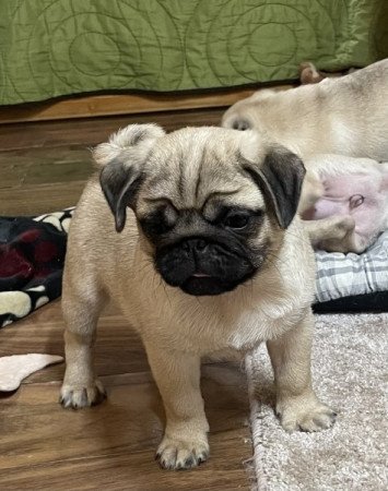 Mopsz