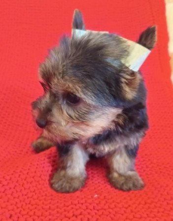 Yorkshire terrier