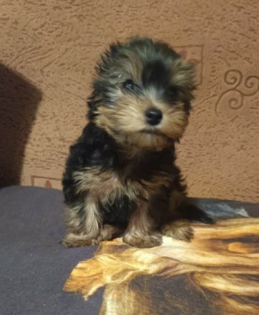 Yorkshire terrier