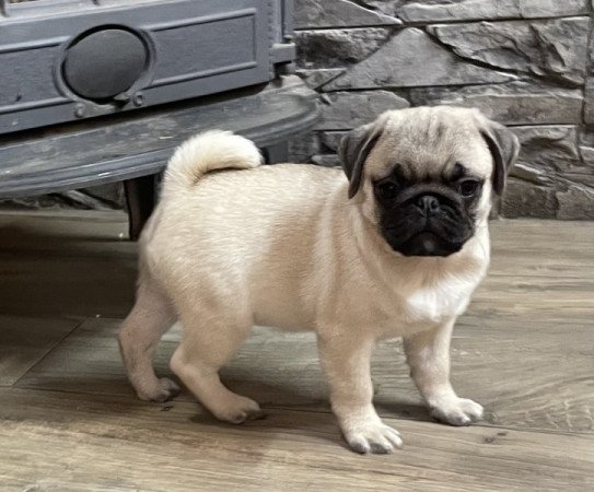 Mopsz