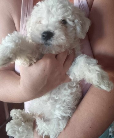 Bichon Bolognesse