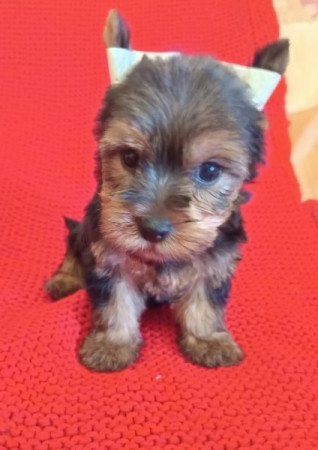 Yorkshire terrier