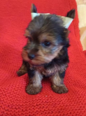 Yorkshire terrier