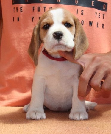 beagle