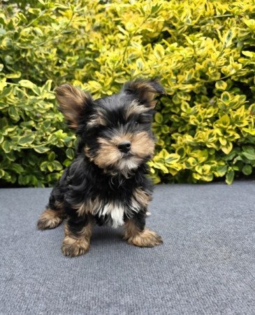Yorkshire terrier