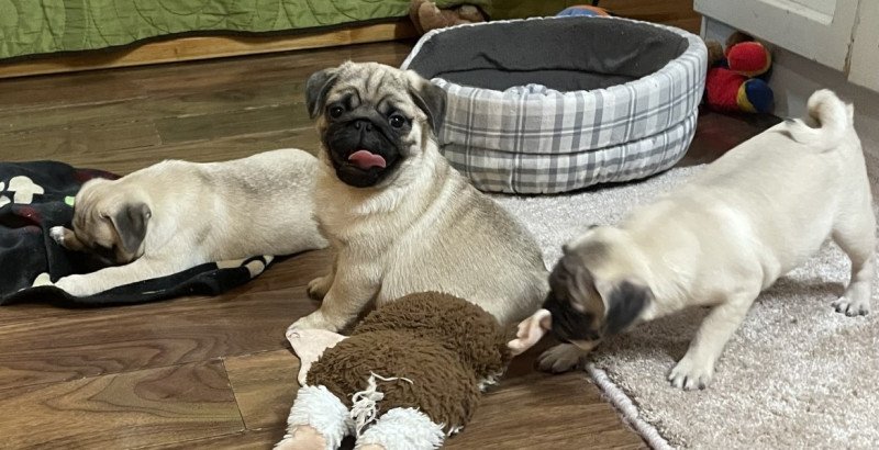 Mopsz
