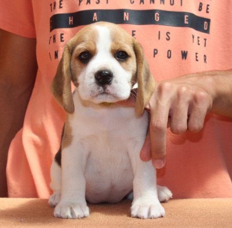 beagle