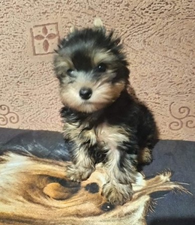 Yorkshire terrier