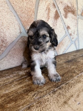 Cockapoo