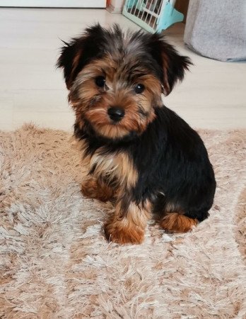 Yorkshire terrier