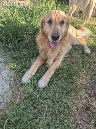 golden retriver kölykök