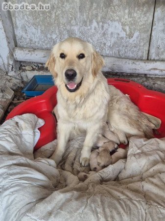 golden retriver kölykök