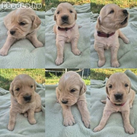 golden retriever kölykök