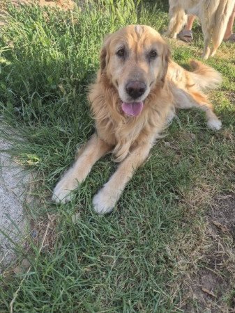 golden retriever