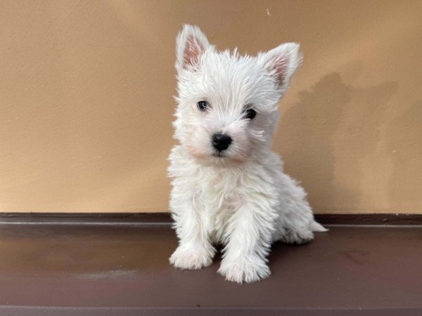 Westie