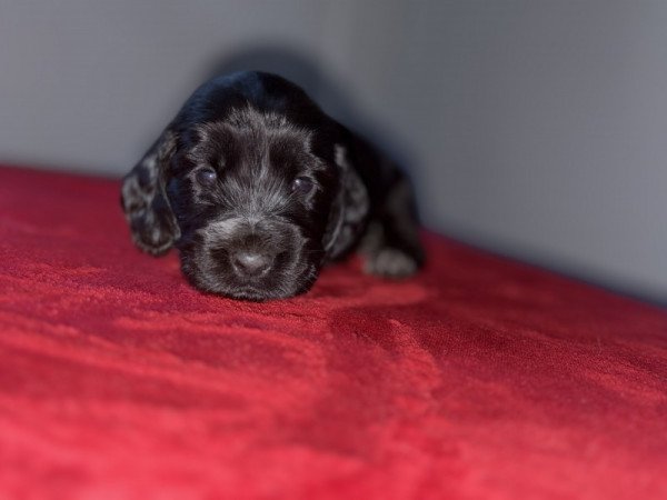 Angol cocker spániel