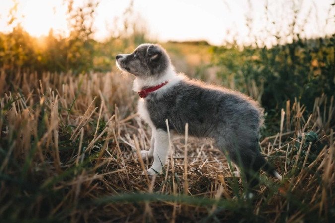 Border Collie