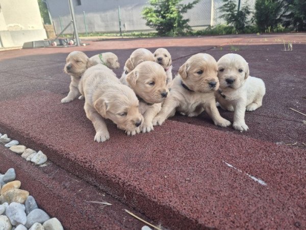 golden retriever